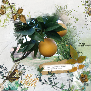 My Orange Tree