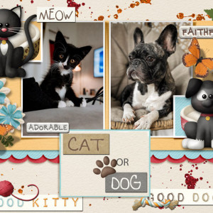 23.-Cat-or-Dog