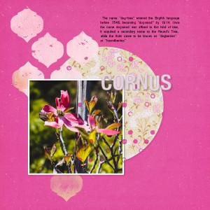 230426_cornus