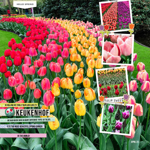2023-4-28-tulips-_600web