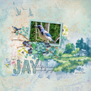 California-scrub-jay