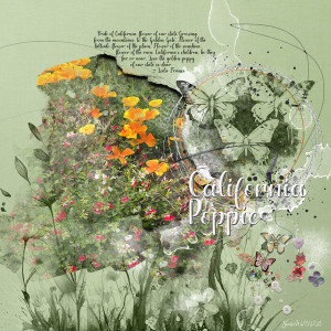 Nbk_challenge_californiapoppies