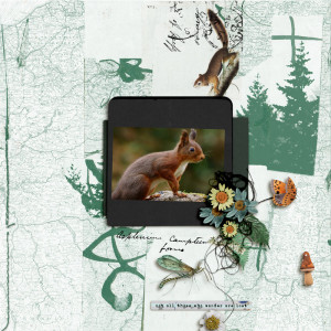 A nice squirrel