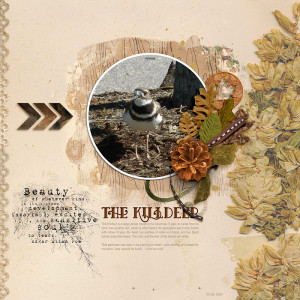 The Killdeer