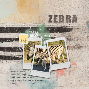 2023-Zebra