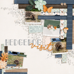 Hedgehog Visit