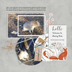 231113_squirrels