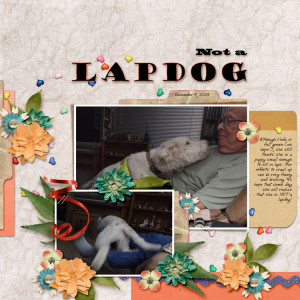 Lapdog