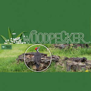 MOC12_22 - Woodpecker