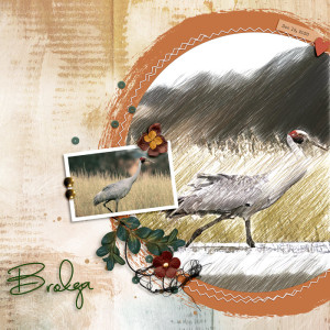 Brolga