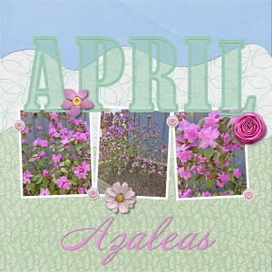 Azaleas