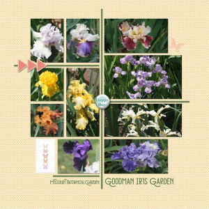 Goodman Iris Garden