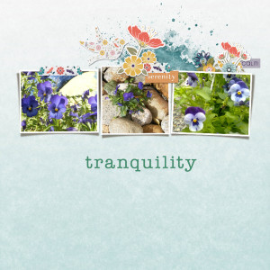 Pansies