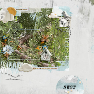Nest (May 2024)