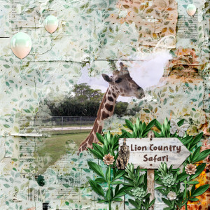 Giraffe - Lion Country Safari