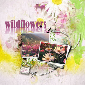 Wildflowers