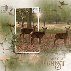 The Mystical  Forest