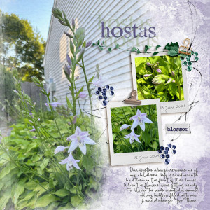 Hostas