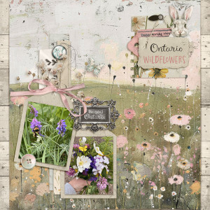 July 24 Template Challenge: Ontario Wildflowers
