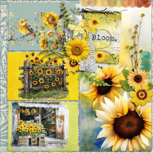 Shine Lilke A Sunflower