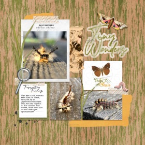 Orgyia antiqua - Aprikostofsspinnare - Rusty Tussock Moth