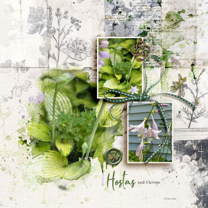 Hostas and Clovers