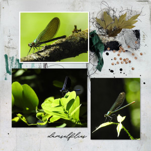 180721_damselfly