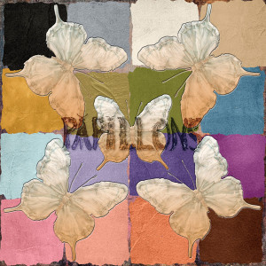 Wk4_squaresbutterflies_Aug_janisn