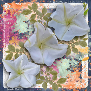 Moon Flowers September 2024