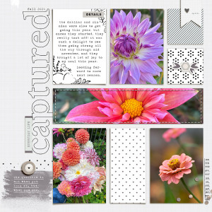 blooms captured | black friday '24