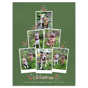 Reindeer dogs
