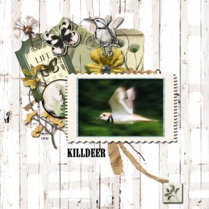 Killdeer