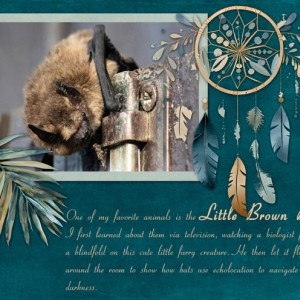 Little-Brown-Bat