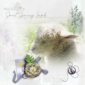 Sweet Spring Lamb