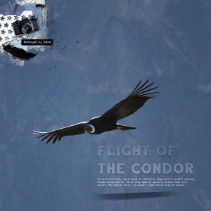 Flight of the Condor