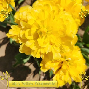 Tulipa-Yellow-Pomponette