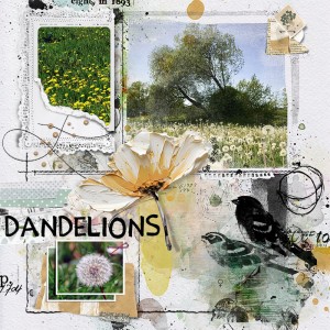 dandelions