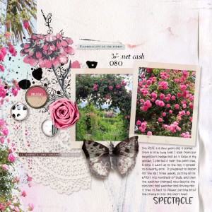 250601_rose
