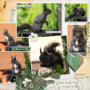 250611_squirrel