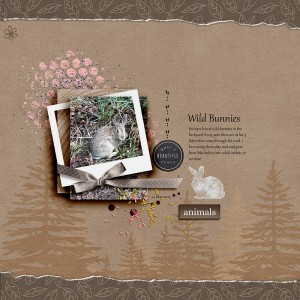 Wild Bunnies