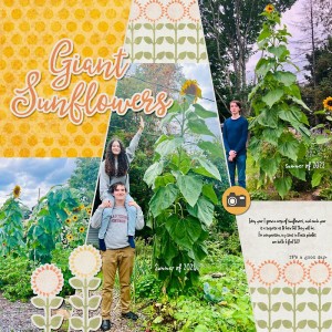 Giant Sunflowers
