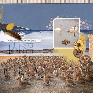 Migratory birds - Uchinuma - Japan