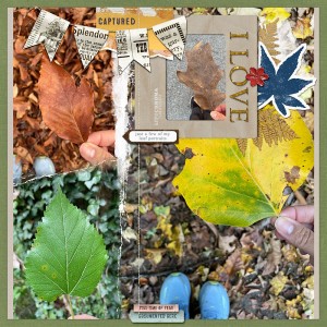 leaf portraits