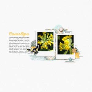 Cowslips