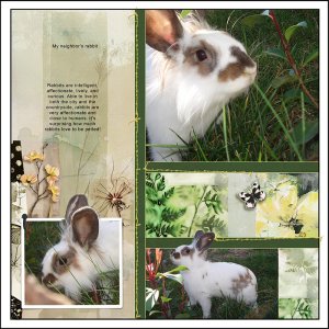 My neighbor's rabbit