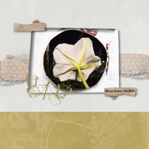 Scraplift Moon Flower.jpg