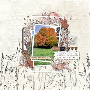 Seasonal Changes