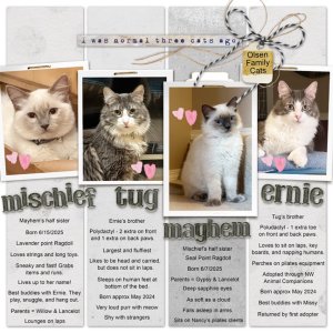 Olsen Family Cats 2025.jpg
