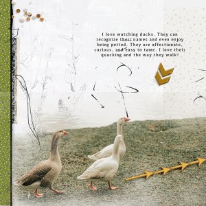 Ducks