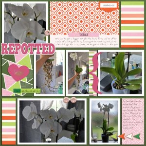 Repotted